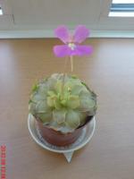 Fettkraut (Pinguicula) Hybride x Weser