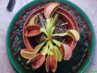 Venusfliegenfalle (Dionea muscipula)