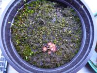 Sonnentau (Drosera rotundifolia)