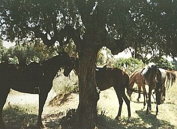 Pferde im Schatten eines Baumes